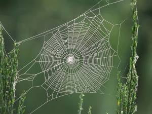 Spider Web similar to the structure of Fascia in the body.