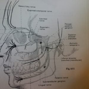 trigeminal-branches