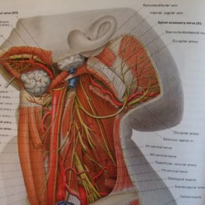 Accessory Nerve - Photo Carmine D Clemente