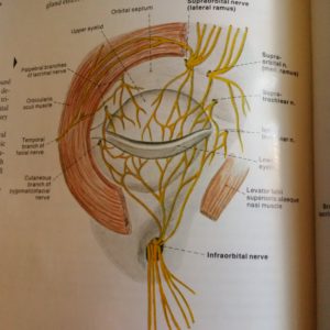 Nerves of the eye - Clemente 3rd Edition