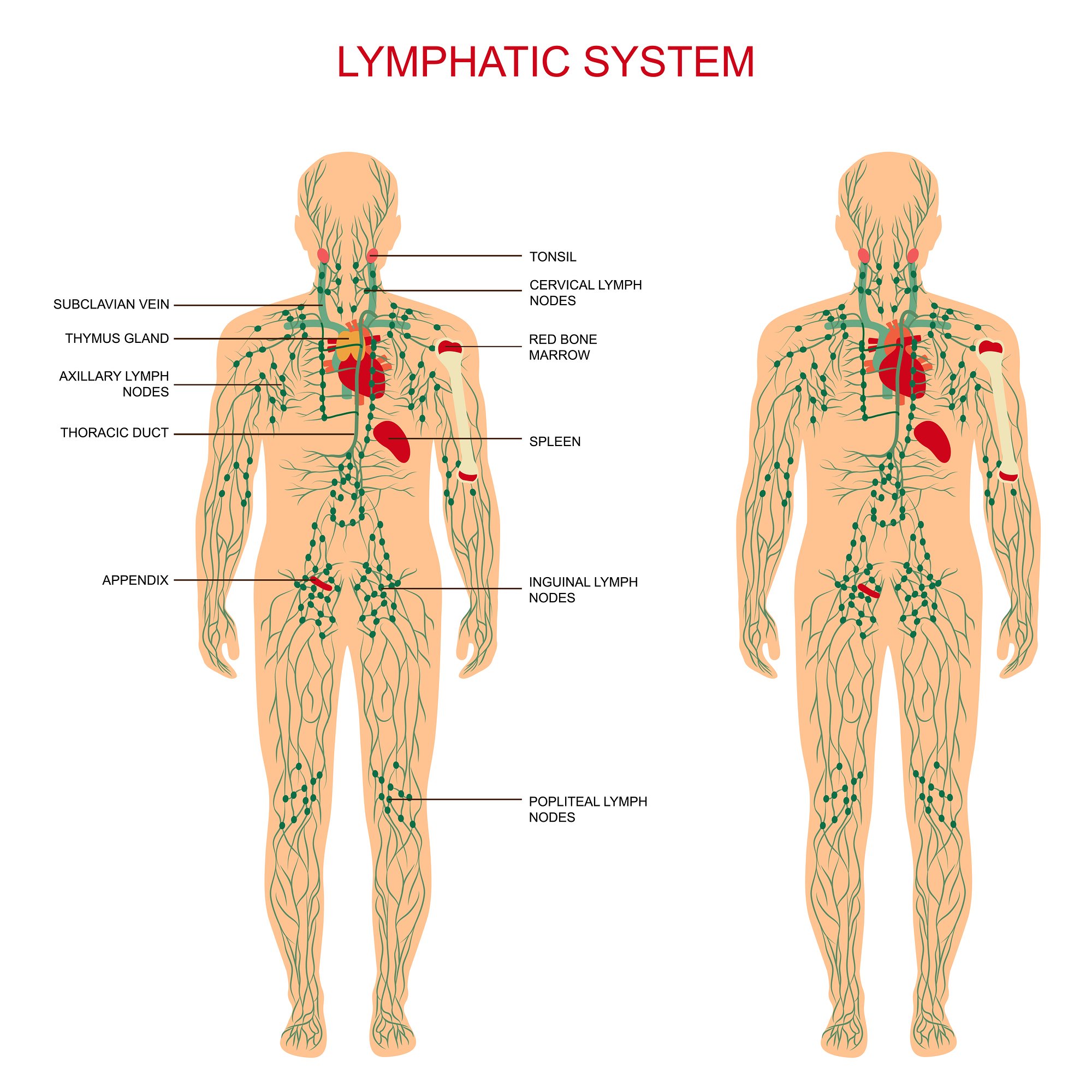 Lymph Only Did you know How the Lymph affects Pain and Swelling? | SimoneFortier.com